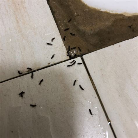 廁所很多螞蟻